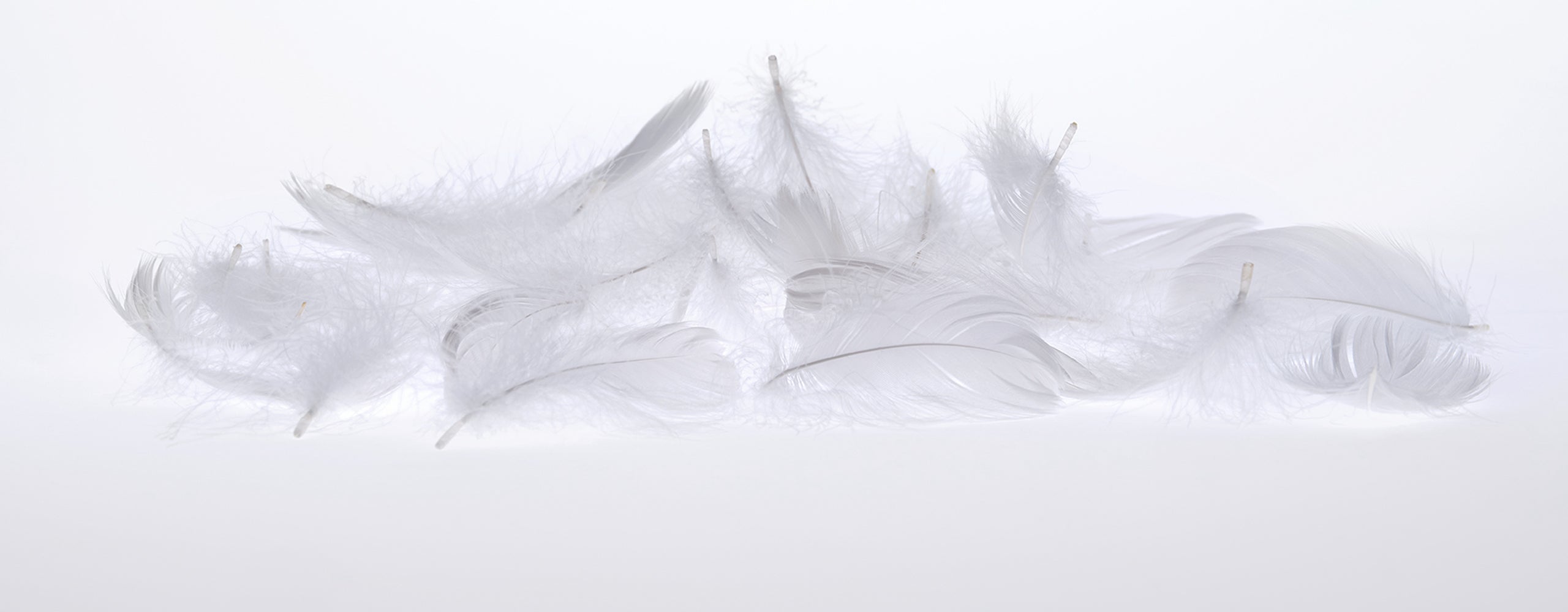 Cluster of feathers
