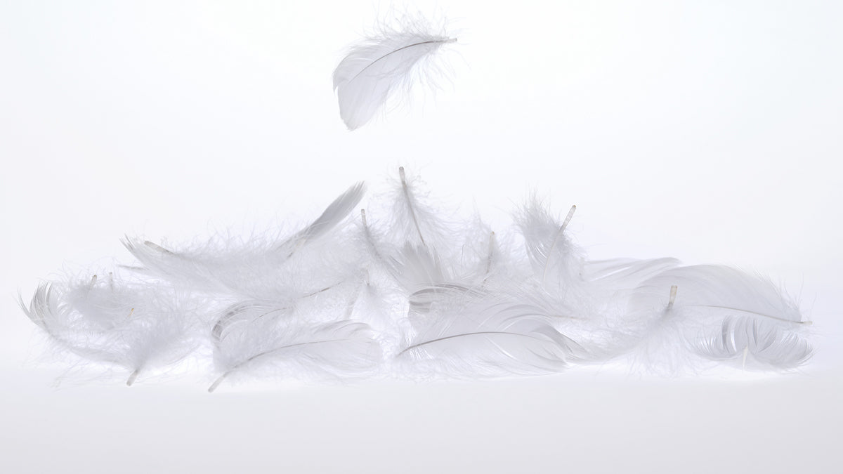 Cluster of feathers