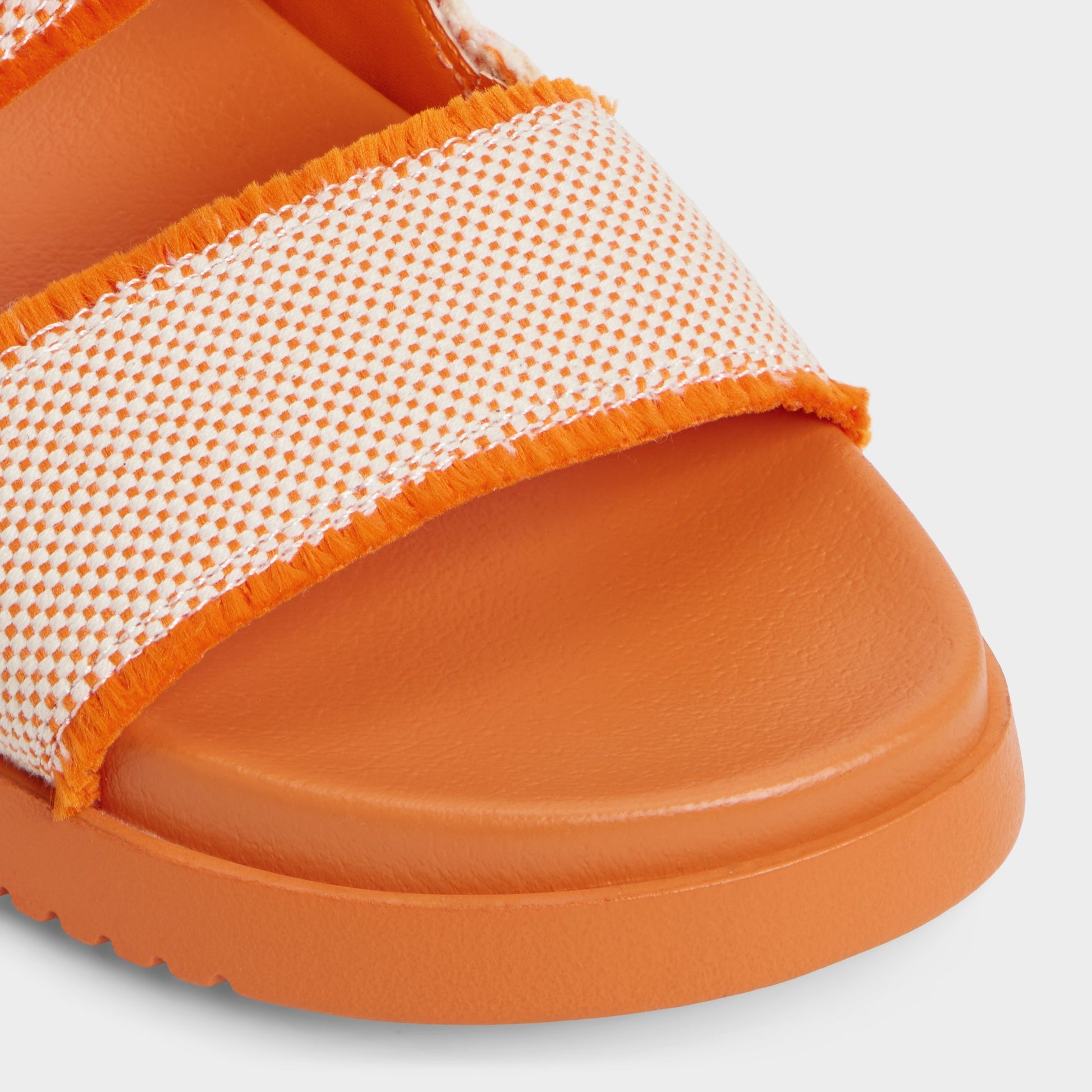 Close-up of the Orange Daisymae