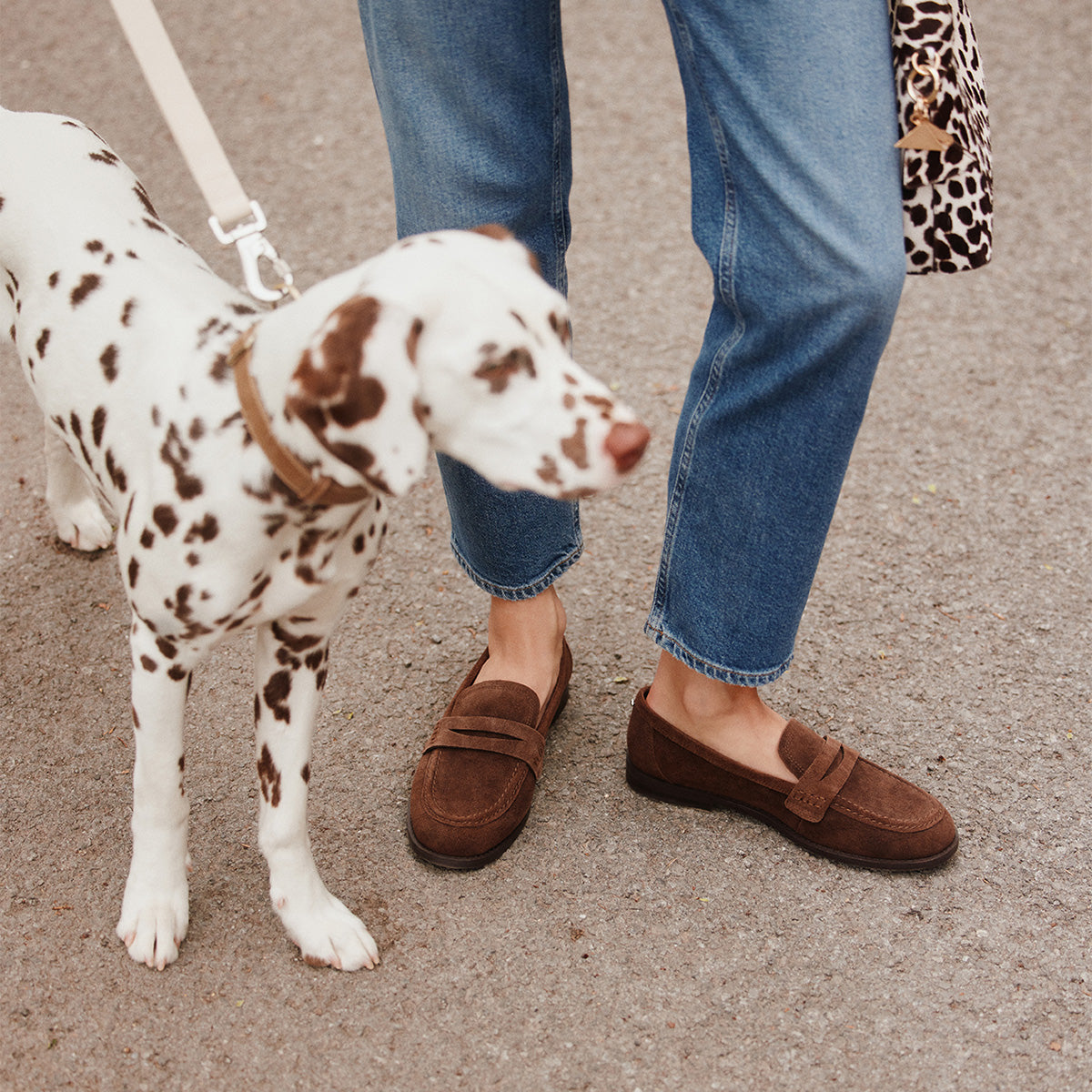 A person wearing brown suede loafers and blue jeans stands on a paved surface next to a Dalmatian dog on a leash. A leopard-print handbag is also visible.